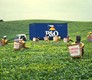 Tea pickers in East Africa – P&O containers appeared throughout the world